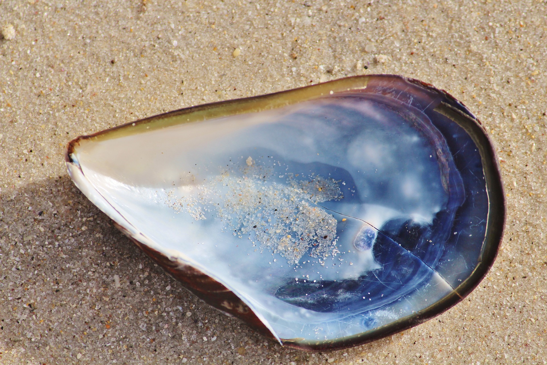 Oyster shell sitting on a beach with brown sand