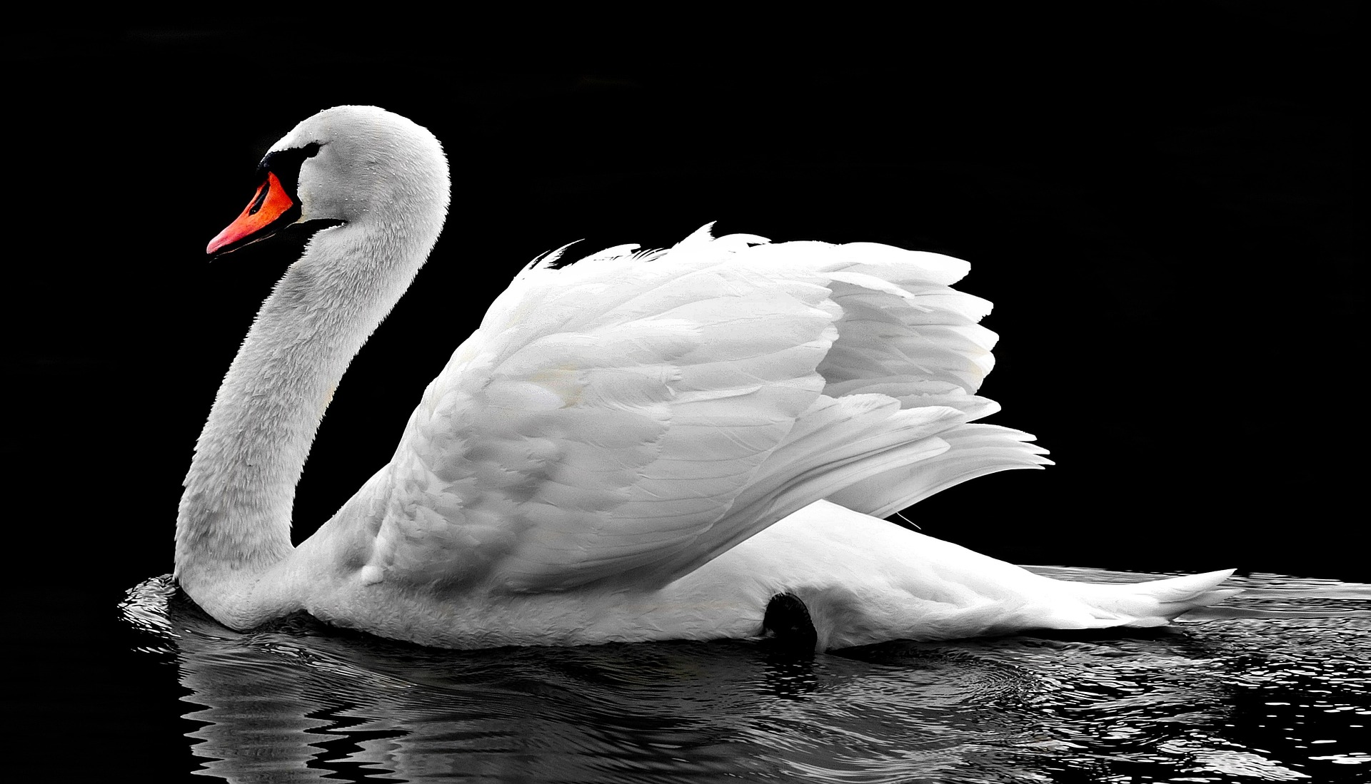 White swan on lake